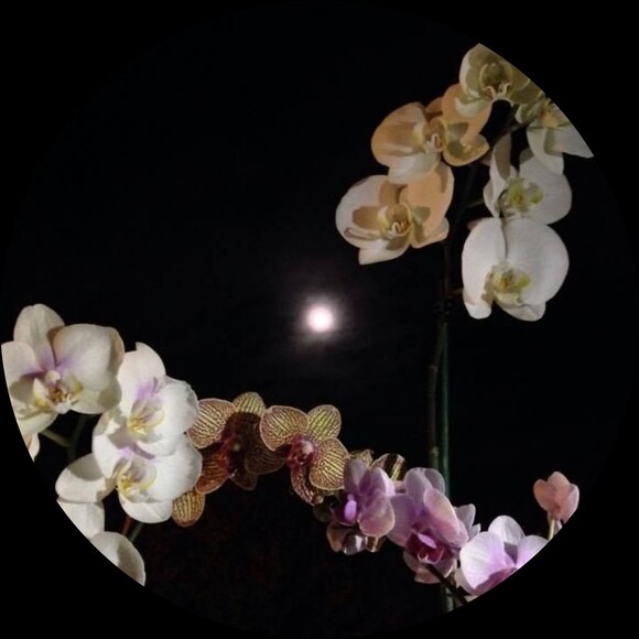 moonlit_orchid